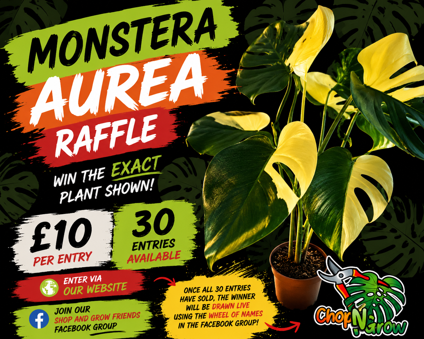 Monstera Aurea - see description before purchasing