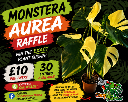Monstera Aurea - see description before purchasing