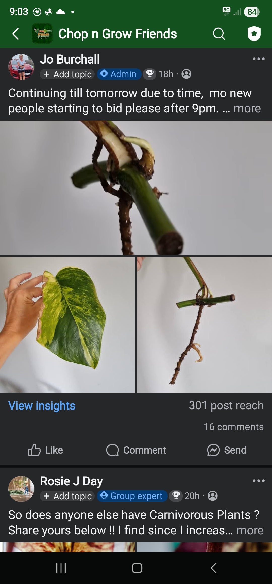 Sunday Sale - Clochel Aurea cutting