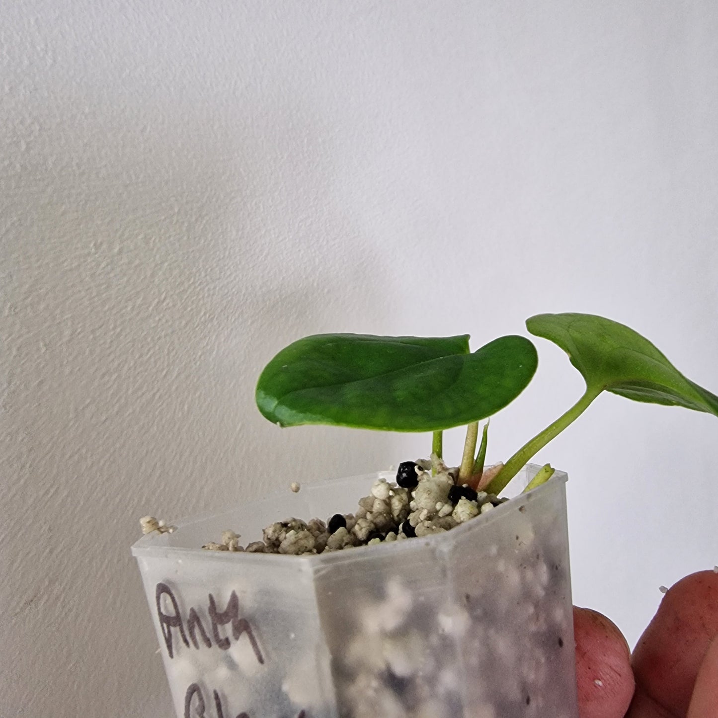 Anthurium Black Magic exact plant (#4)