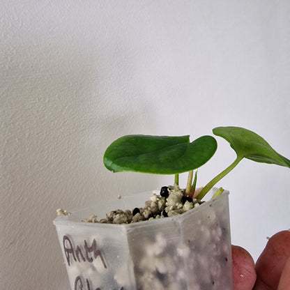 Anthurium Black Magic exact plant (#4)