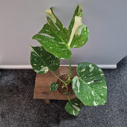 Monstera Thai Constellation Houseplant 12cm pot (5)