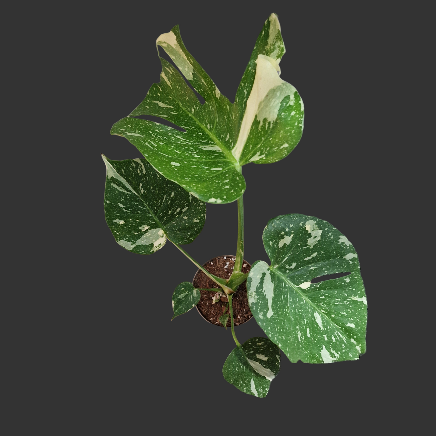 Monstera Thai Constellation Houseplant 12cm pot (5)