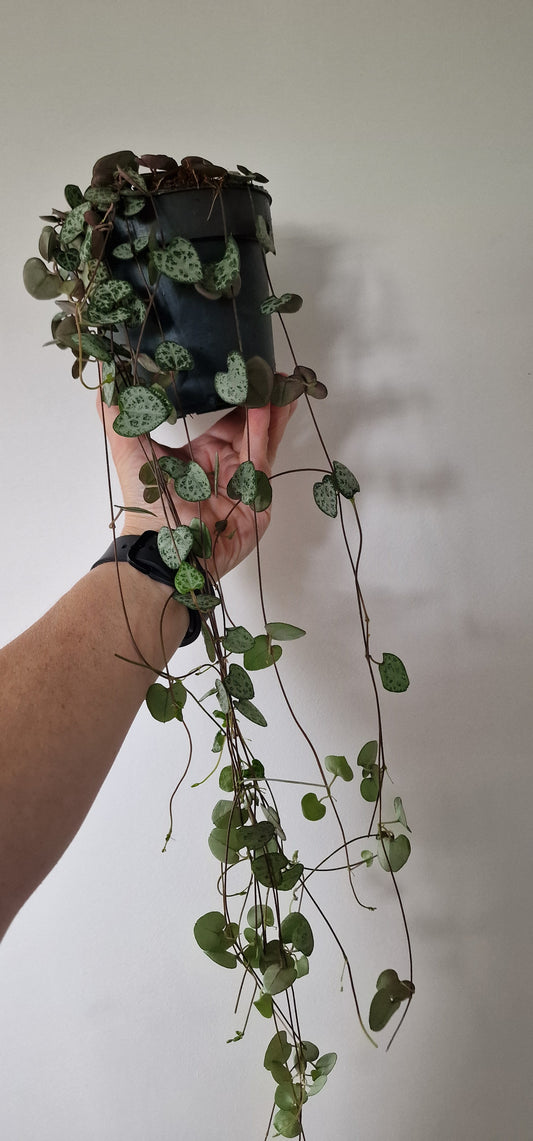 Ceropegia Woodii - Strings of Hearts – 12cm Pot