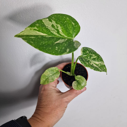 Monstera Thai Constellation – 6cm Pot (#4)