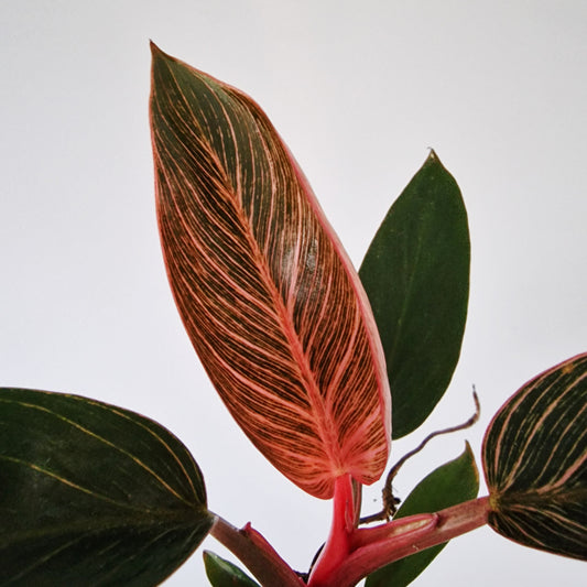 Philodendron Pink Bikini Rare Houseplant 6cm pot