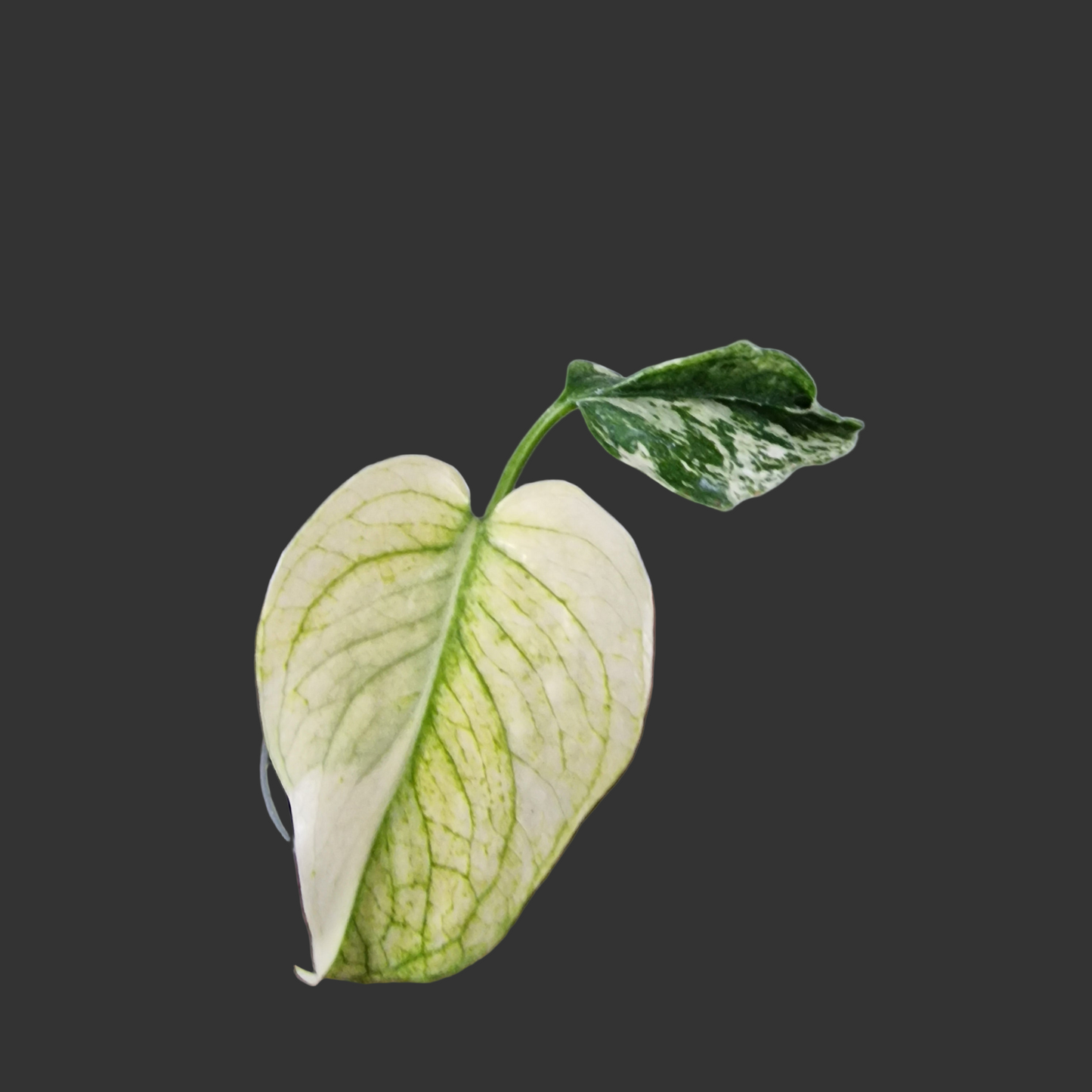 Monstera Mint Rare Houseplant 6cm pot (3)