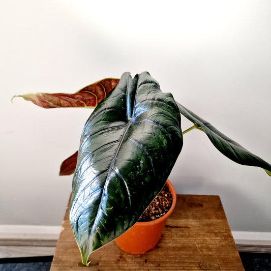 Alocasia Green Unicorn Houseplant 14cm pot (3)