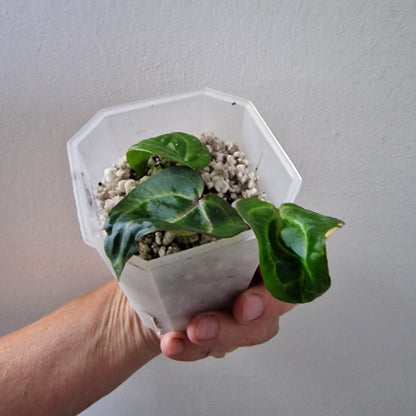 Anthurium Wonderboy × Michelle exact plant (#2)