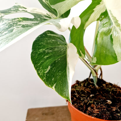 Monstera Albo Super White Houseplant 15cm pot (2)