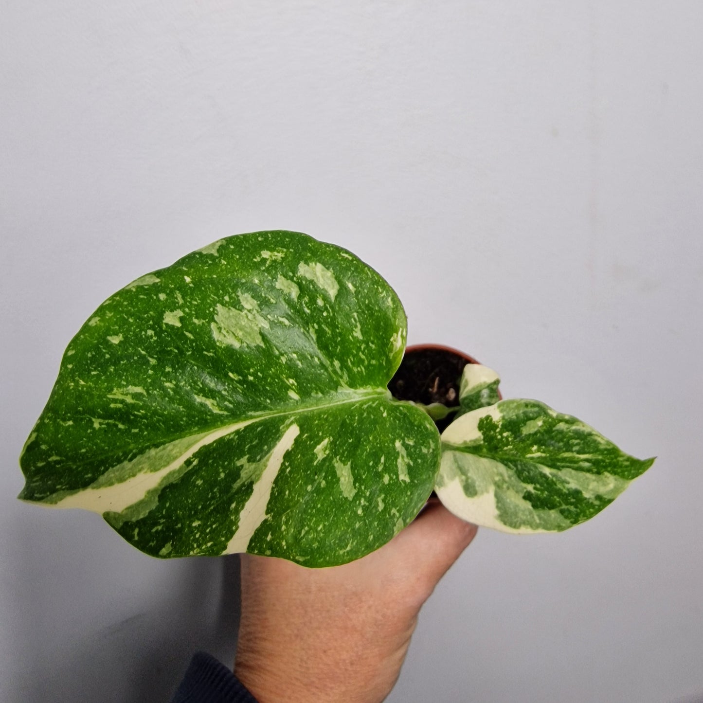 Monstera Thai Constellation – 6cm Pot (#1)