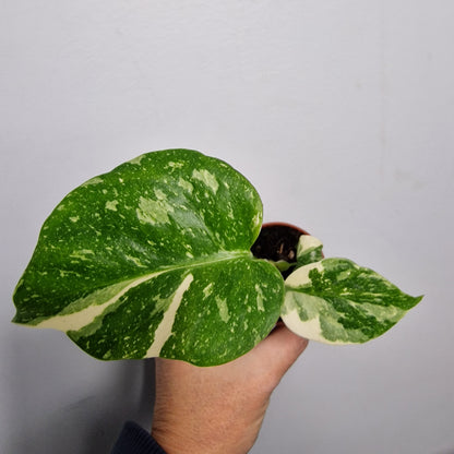 Monstera Thai Constellation – 6cm Pot (#1)