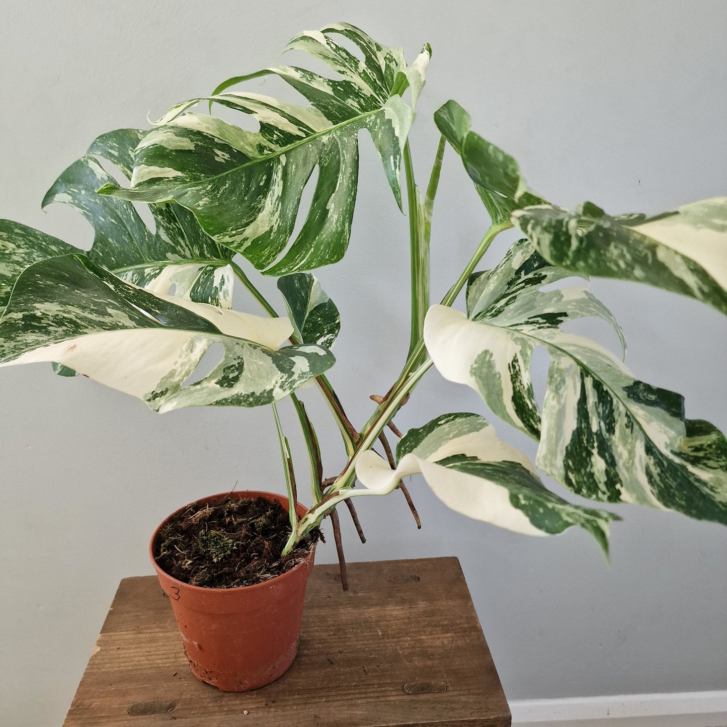 Monstera Albo ‘Super White’ – 15cm Pot (#3)