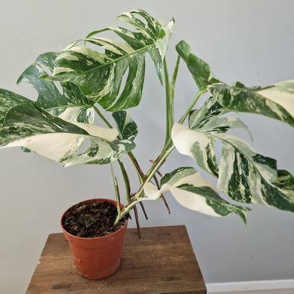 Monstera Albo ‘Super White’ – 15cm Pot (#3)