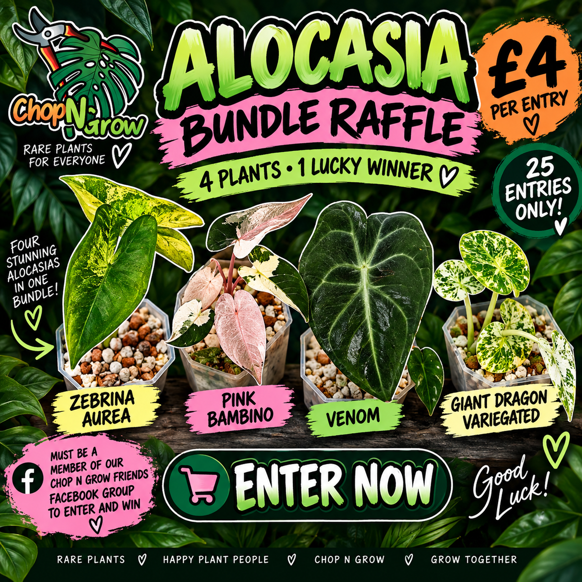 Alocasia bundle - see description