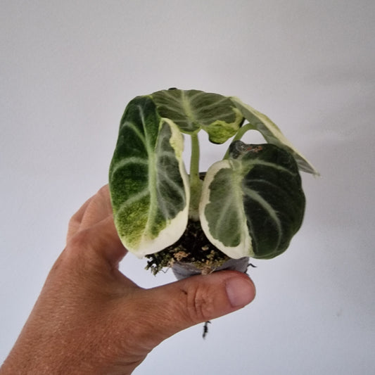Alocasia Ninja Variegated Houseplant 6cm pot (1)