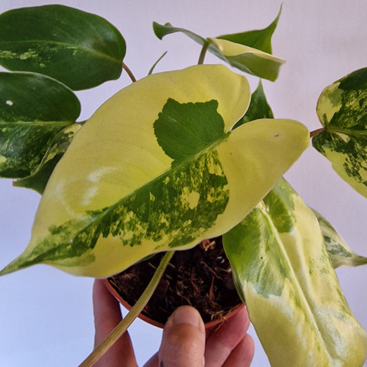 Philodendron Burle Marx Variegata Rare Houseplant 9cm pot (4)