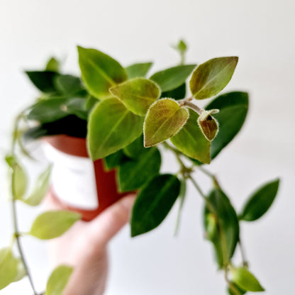 Aeschynanthus Marmoratus Houseplant 12cm hanging pot