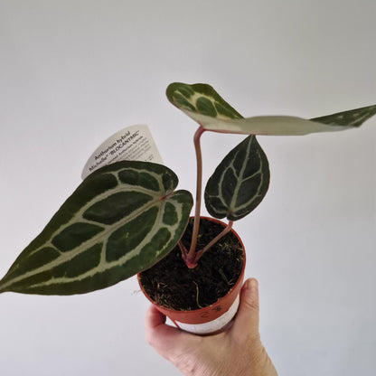 Anthurium ‘Michelle’ by DocBlock – 9cm Pot (#2)