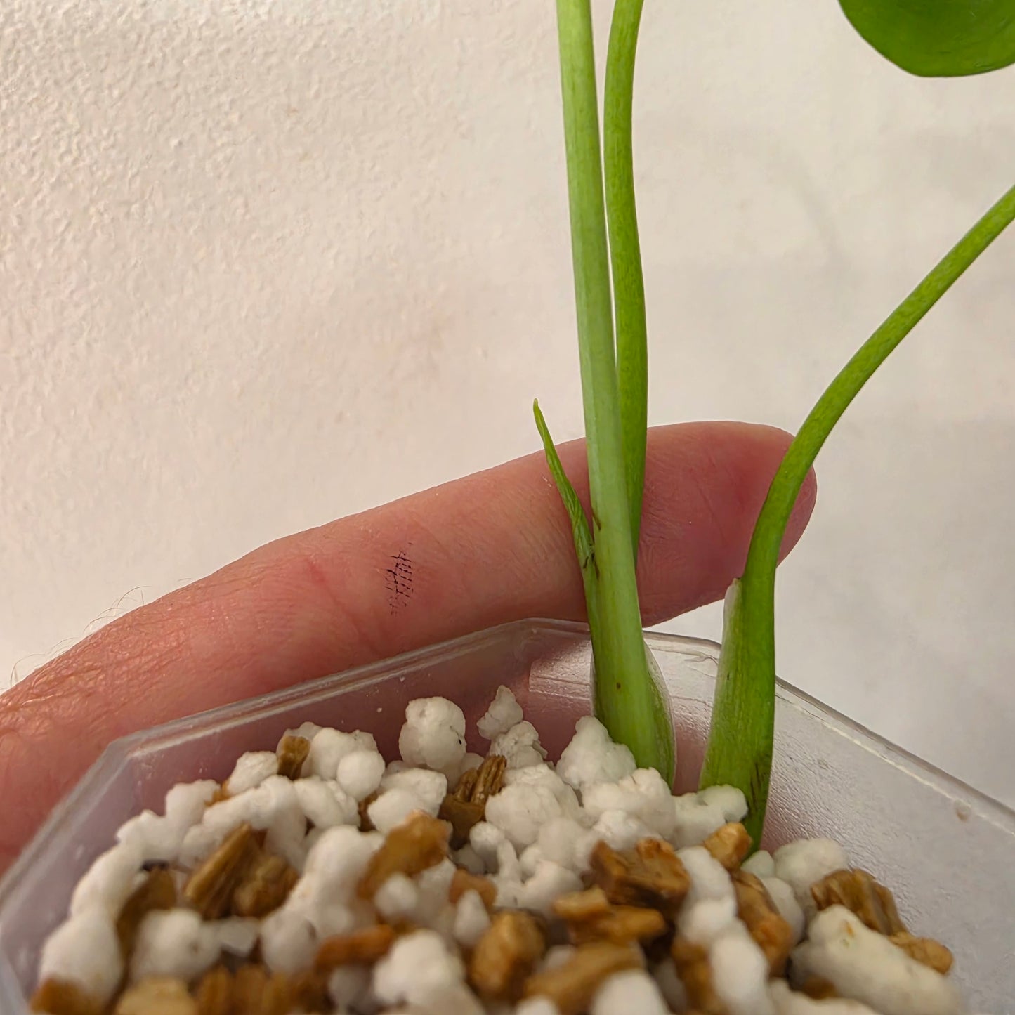 Monstera Devil – Acclimatised TC - Exact Plant (2) See Description
