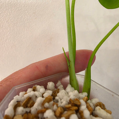 Monstera Devil – Acclimatised TC - Exact Plant (2) See Description
