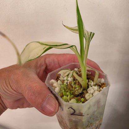 Musa ‘Hawaii’ Variegated – Established | Exact Plant #2
