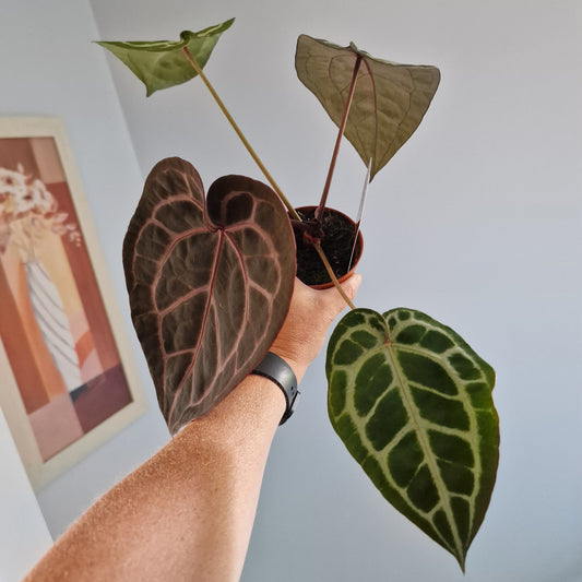 Anthurium Michelle by DocBlock Houseplant 9cm pot (1)