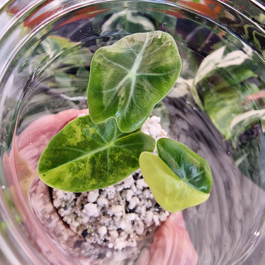 Alocasia Suhirmaniana Aurea Variegation – Exact Plant (2)