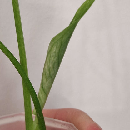 Monstera Devil Fully Acclimatised - see description before purchasing