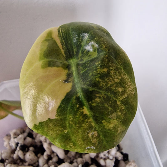 Alocasia Sedenii Variegated – Exact Plant (#5)