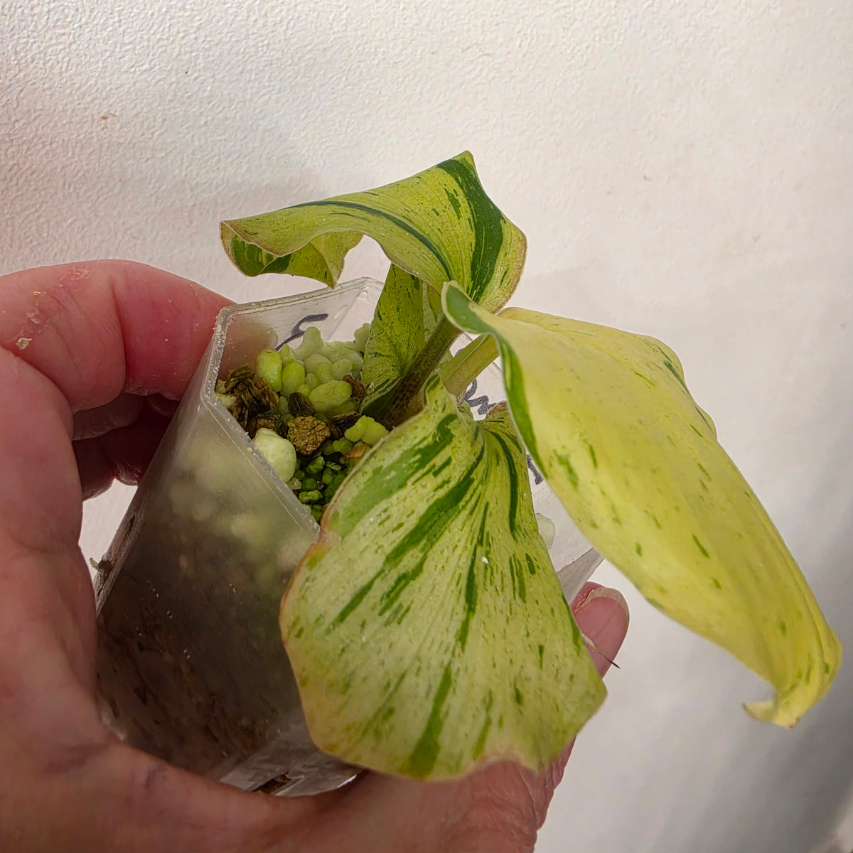 Kaempferia Pulchra Variegata – Established | Exact Plant #3