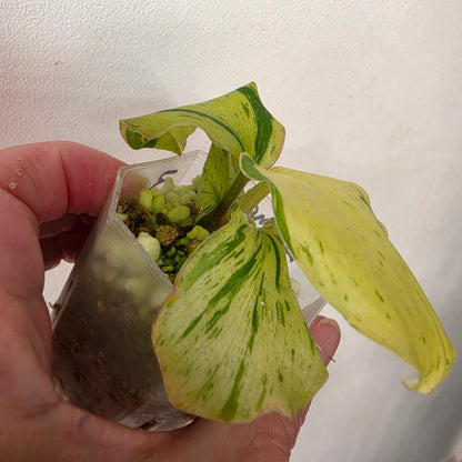 Kaempferia Pulchra Variegata – Established | Exact Plant #3