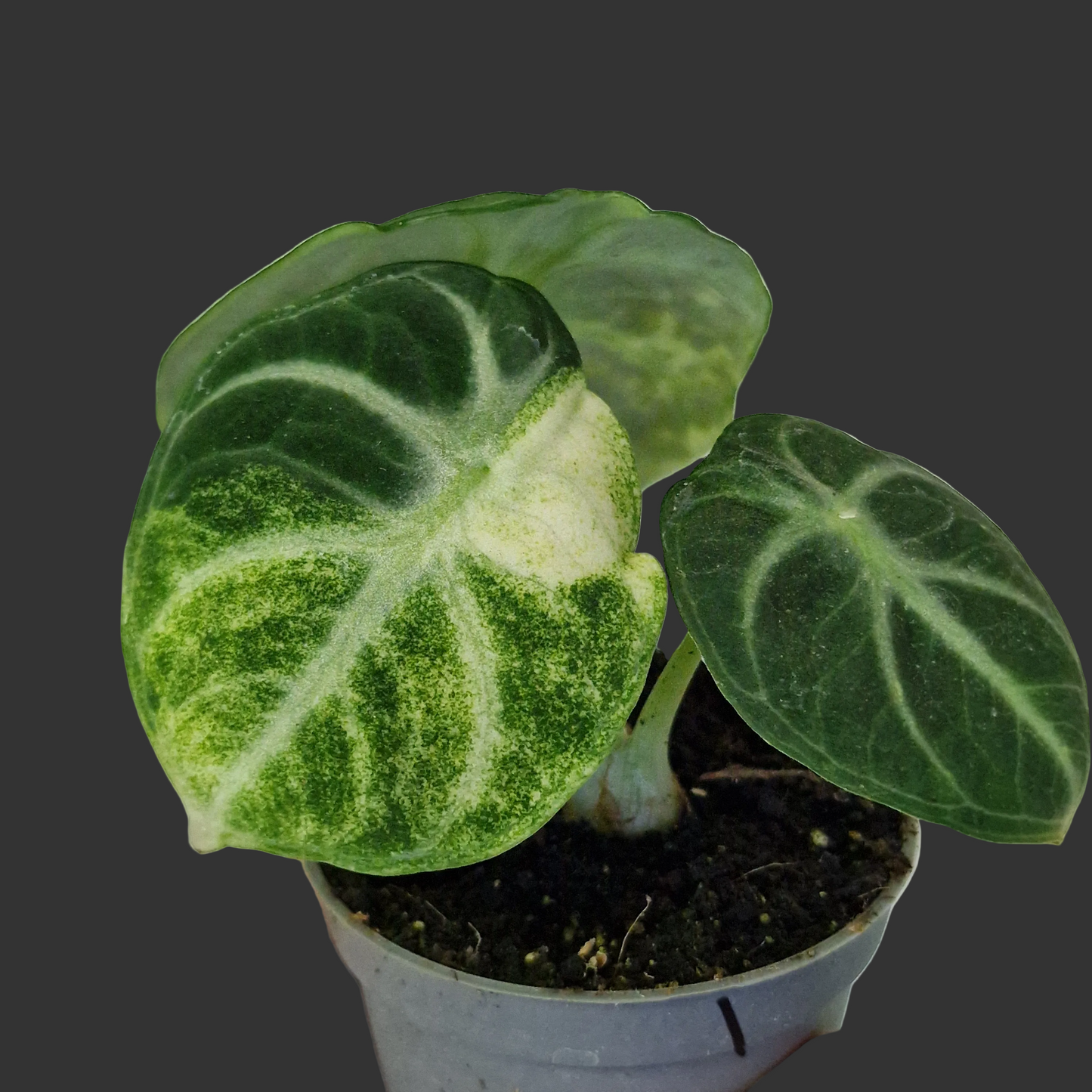 Alocasia Ninja Variegata – 6cm Pot (#1)