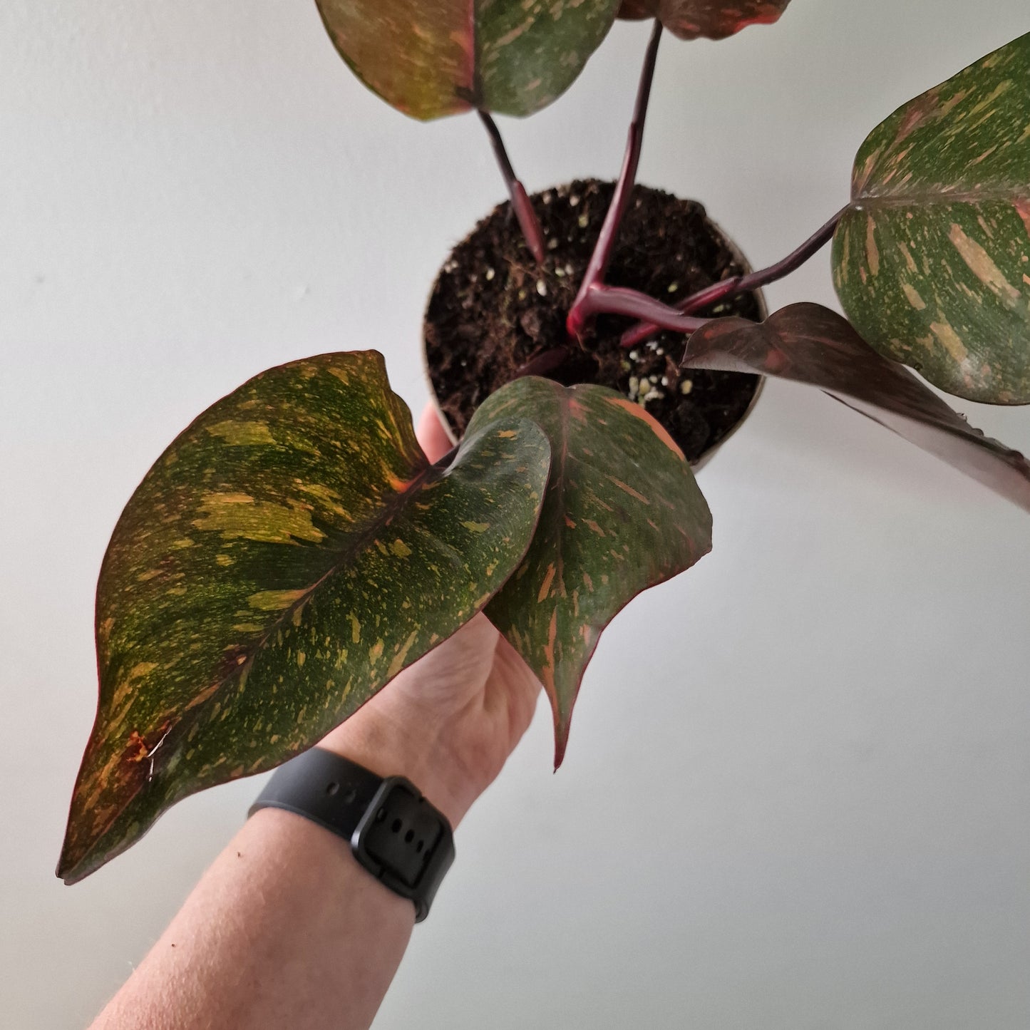 Philodendron Orange Princess – Premium Variegated Selection (#4)