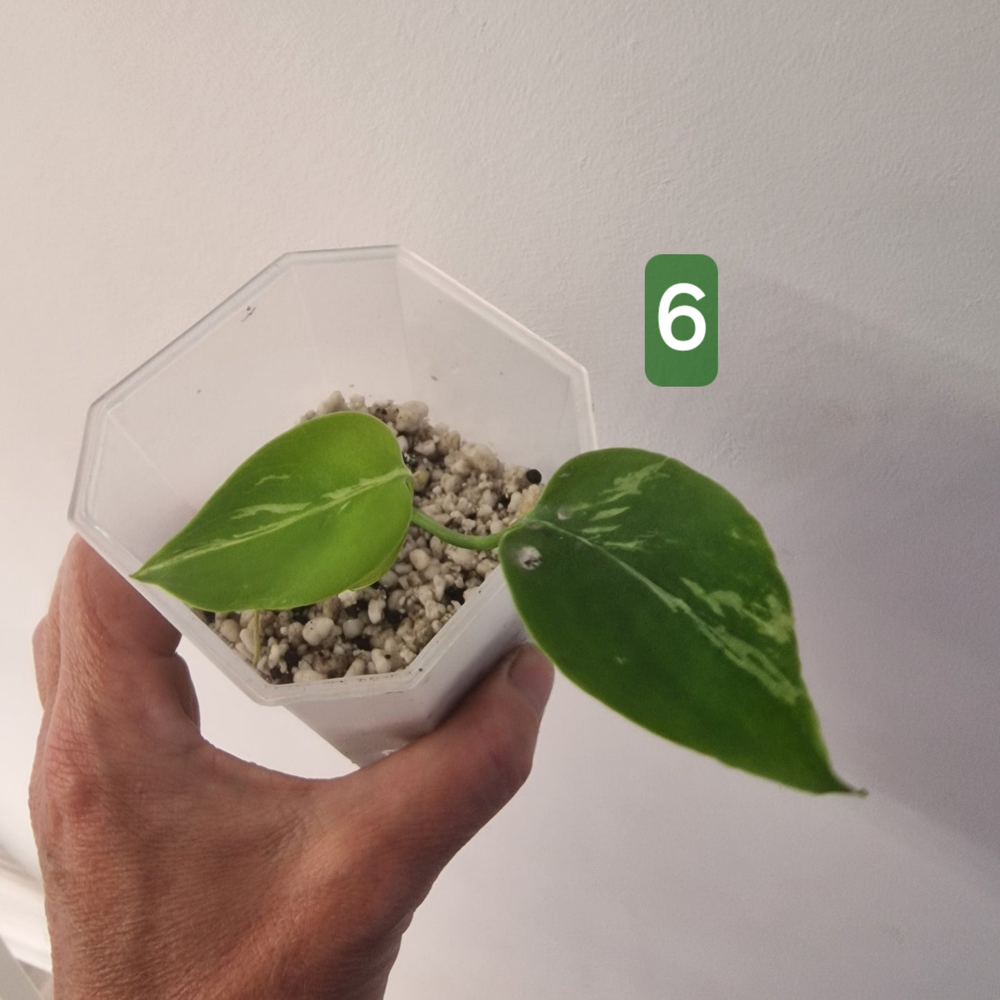 Monstera Bulbasaur – Choose Your Exact Plant see description