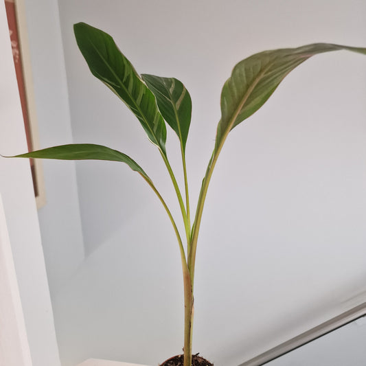 Musa Nono Rare Houseplant approx 50cm tall 10.5cm pot (7)