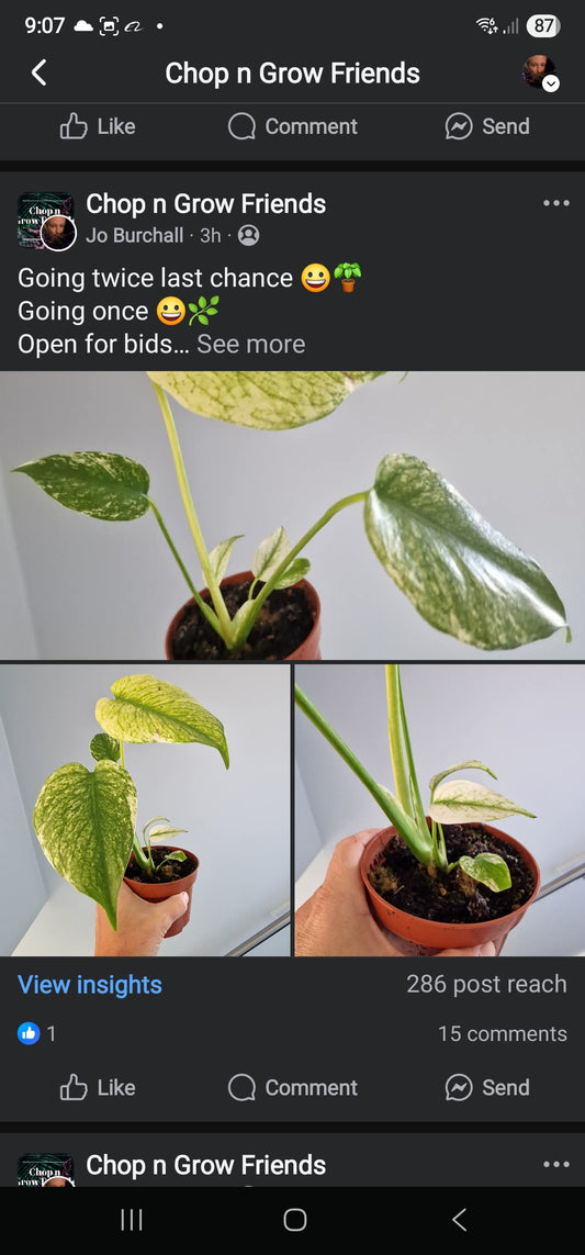 Sunday Sale Svenny Mint