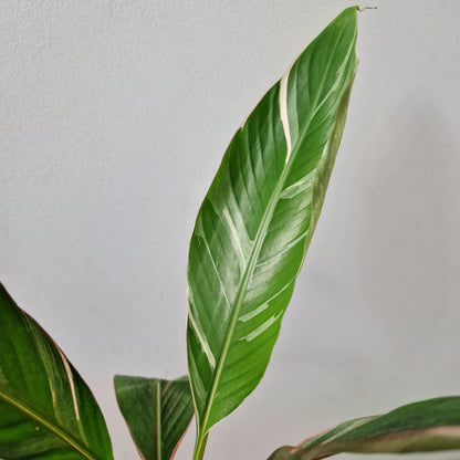 Musa Nono Rare Houseplant approx 40cm tall 10.5cm pot (1)