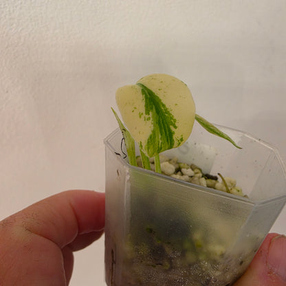 Monstera Mint China’s Version – Exact Plant No. 6 - See Description