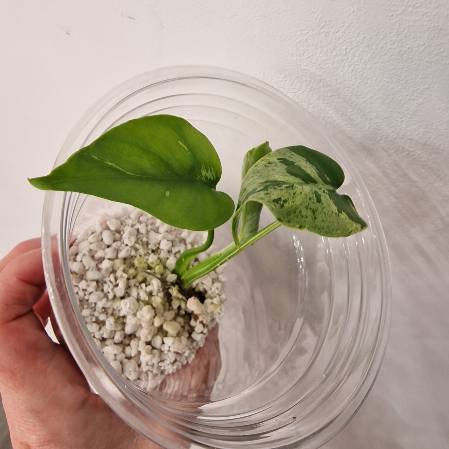 Monstera Bulbasaur – Young TC Plant (Exact Plant #1-16)