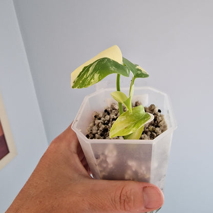 Monstera Lemon Lime Pom Pom see description