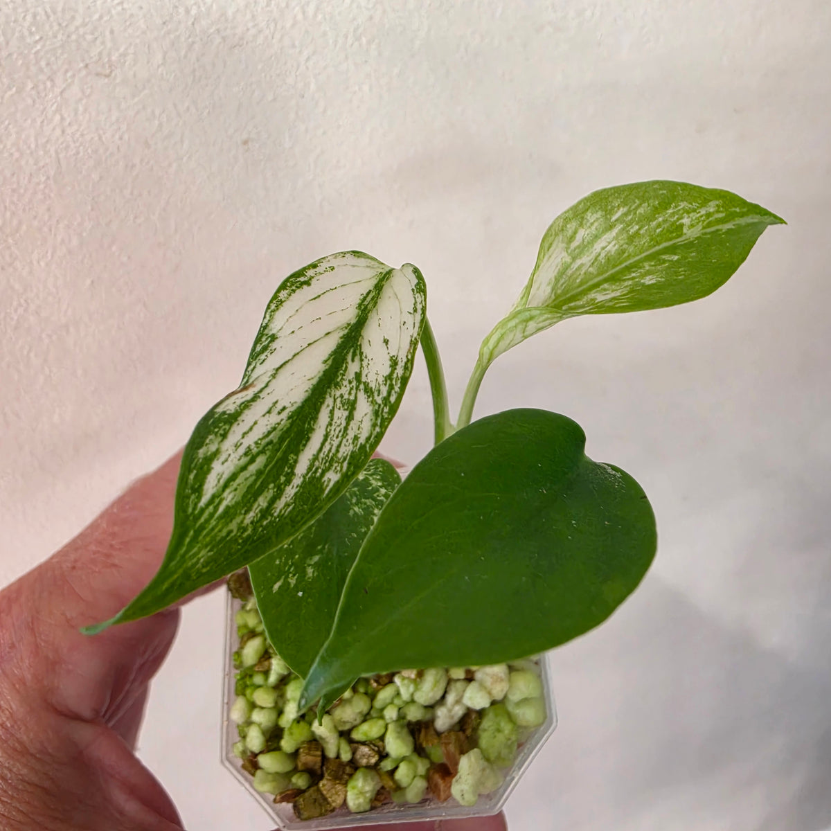 Monstera Devil Monster – Highly Variegated – Exact Plant A5 – See Description