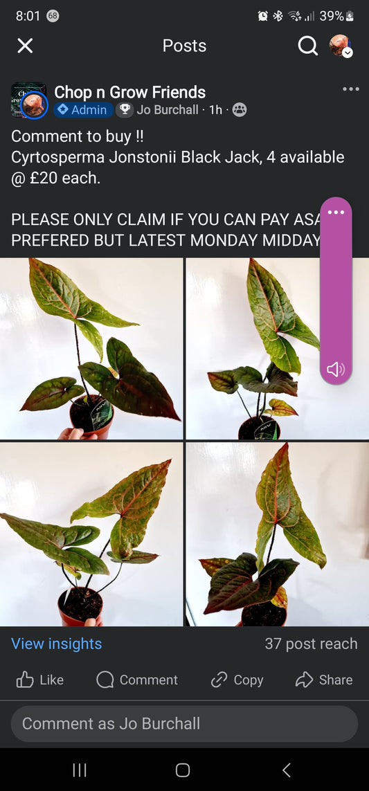 Sale Friday Almocado black jack