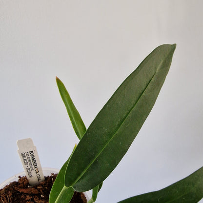 Ecuagenera Rehab Anthurium wendlingeri (31)