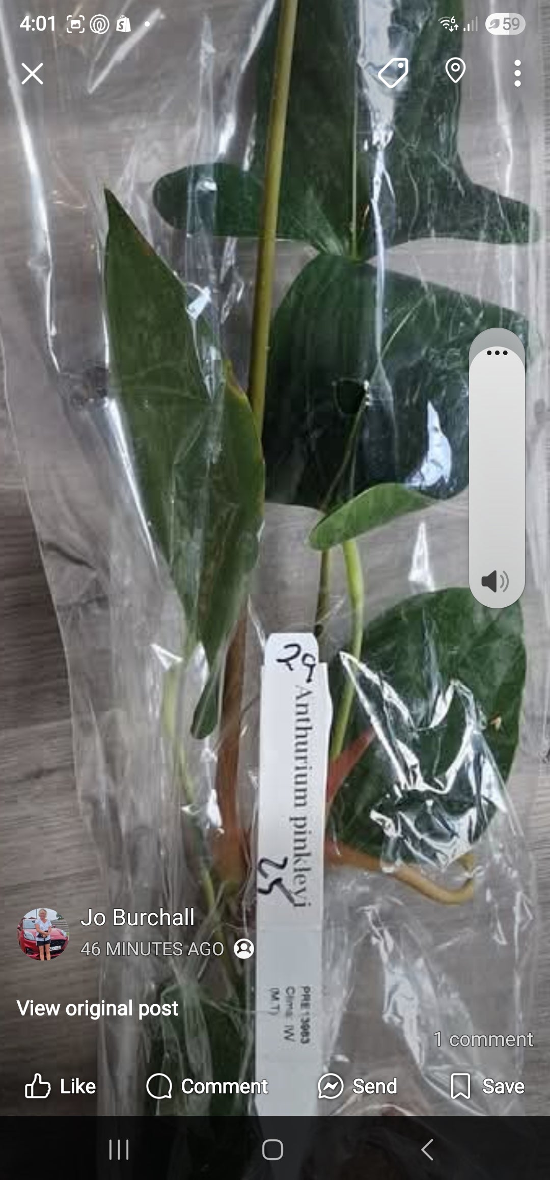 Sunday Sale - Sam Anthurium