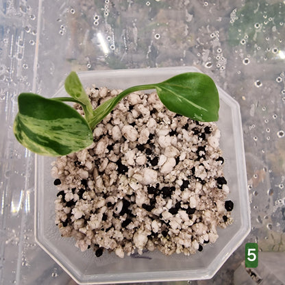Monstera Bulbasaur – Choose Your Exact Plant (Acclimatising TC Batch) see description