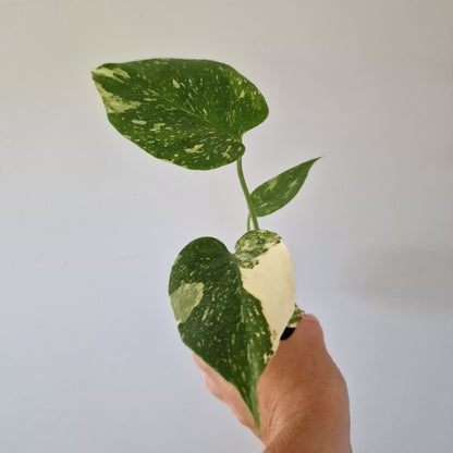Monstera Thai Constellation Half Moon variegation Rare Houseplant 6cm pot (d)