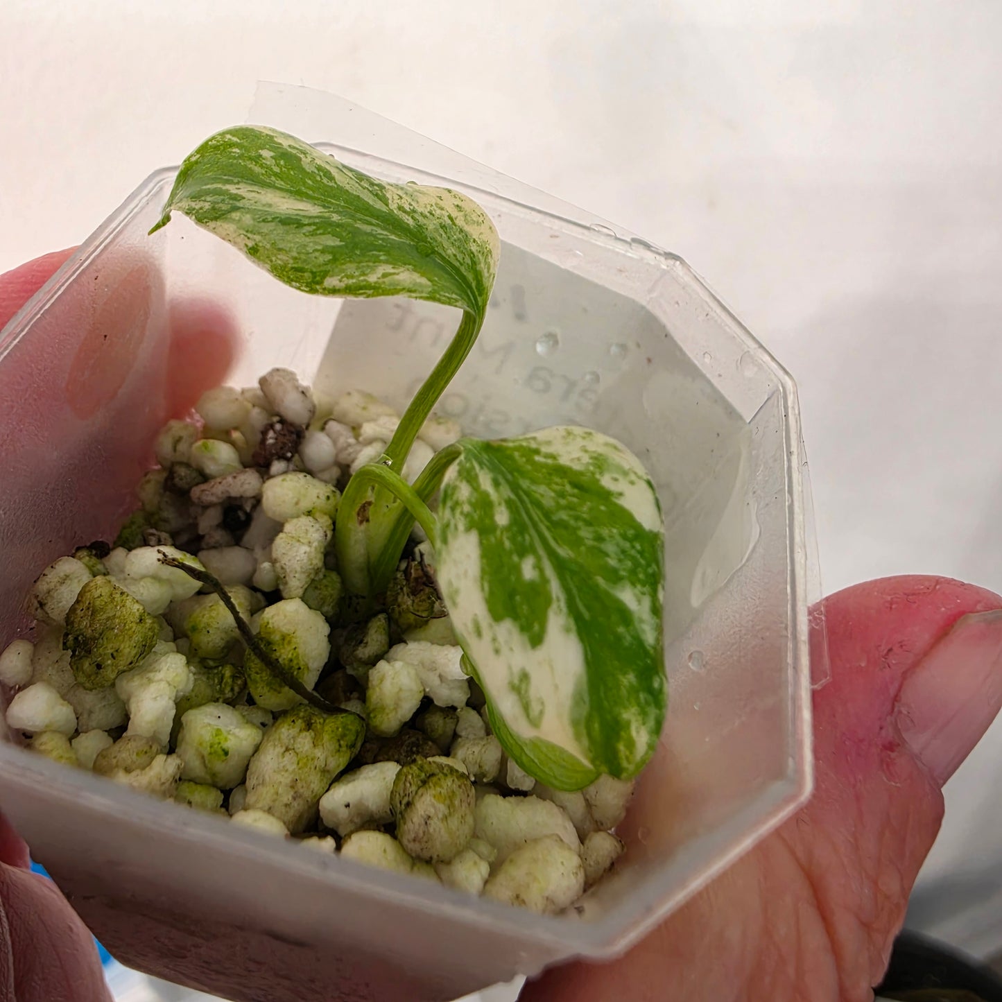 Monstera Mint China’s Version – Exact Plant No. 11 - See Description