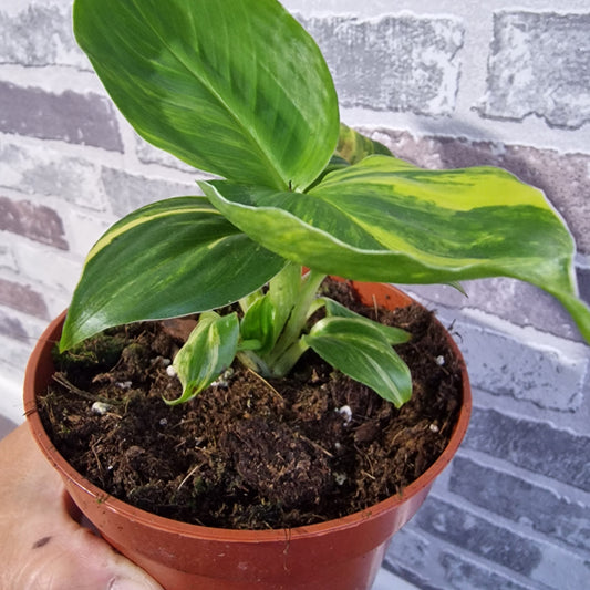 Musa Aurea Rare Houseplant 10.5cm pot (4)