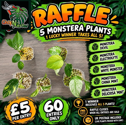 🌿 MONSTERA BUNDLE - SEE DESCRIPTION!